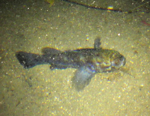 あの魚（さかな）は、ホシマダラハゼ！: 徳之島 自然日誌