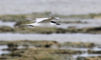 hba-250614.jpg