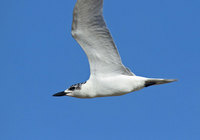hba1-120625.jpg