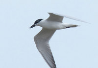 hba2-120625.jpg