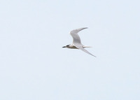 hbas-170711.jpg