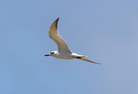 hbas-170720.jpg