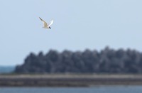 hbas-190526.jpg