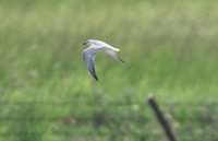 hbas-190629.jpg