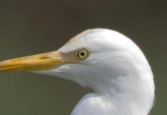 集団（しゅうだん）になる白鷺（しらさぎ）はコレ！: 徳之島 自然日誌