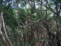 hh-jungle-130517.jpg