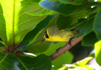 hh-mgr-130712.jpg