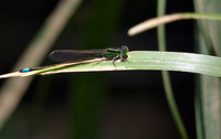 hh-o-itoton-130605.jpg