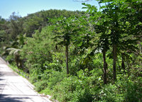 hh-papaya-130620.jpg
