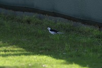 hhsr-190305.jpg