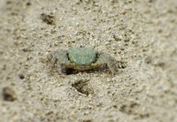 hig-140711.jpg