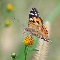 himeak-241028.jpg