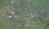 himeama-250719.jpg