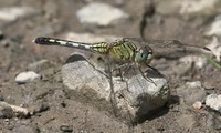 himeton-250719.jpg