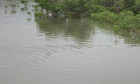 hira_aji-220529.jpg