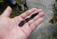 hiramushi-150613.jpg