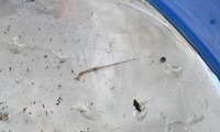 hiru-220826.jpg
