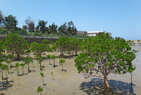 hirugi-140608.jpg