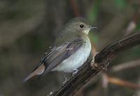 hitaki2-191029.jpg