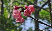 hizak-240411.jpg