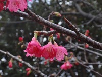 hizakra-250125.jpg