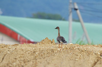 hk1-140111.jpg