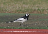 hs2-190321.jpg