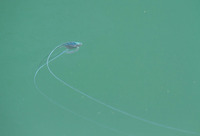 iha-180917.jpg