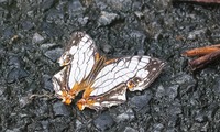 ishiga-241004.jpg