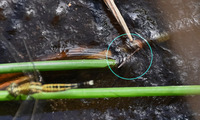 itoame-250722.jpg