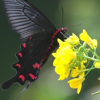 jakow-250215.jpg