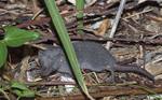 jakow-mouse.jpg