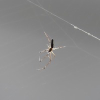 joro2-241105.jpg