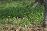 js-170928.jpg