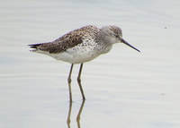 kaas-140510.jpg