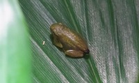 kaeru-250630.jpg