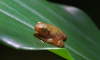 kaeru2-250630.jpg