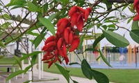 kaikoz-240418.jpg