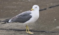 kamome-250205.jpg