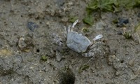 kani-230505.jpg