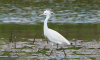 karashi-250607.jpg