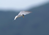kas-190625.jpg