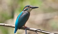 kawas-250721.jpg
