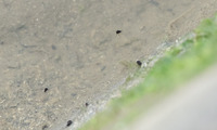 keshiu-240411.jpg