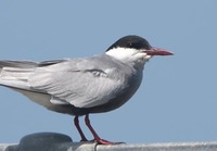 khas2-190426.jpg