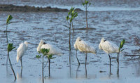 khs-120917.jpg