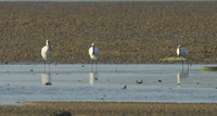 khs-130624.jpg