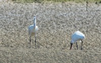 khs-190729.jpg