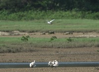 khs_ha-190715.jpg