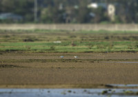 khsx2-150611.jpg